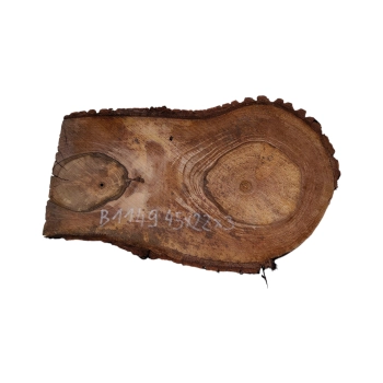 Plaster Orzecha Włoskiego 45x22x3cm