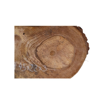 Plaster Orzecha Włoskiego 45x22x3cm