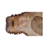 Plaster Orzecha Włoskiego 48x28x4cm