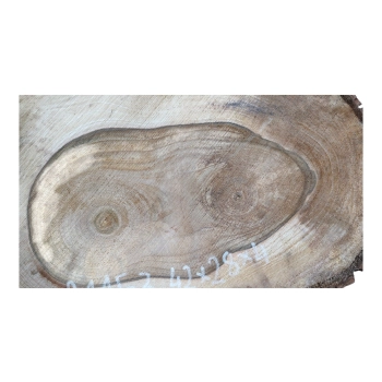 Plaster Orzecha Włoskiego 42x28x4cm