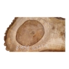 Plaster Orzecha Włoskiego 60x25x5cm