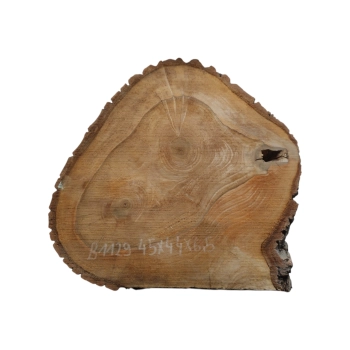 Plaster Orzecha Włoskiego 45x44x6,5cm