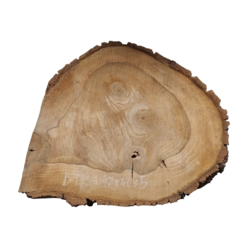 Plaster Orzecha Włoskiego 47x40x5cm