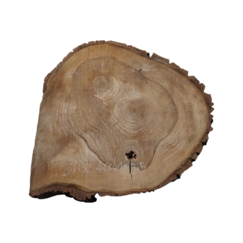 Plaster Orzecha Włoskiego 46x41x3,5cm