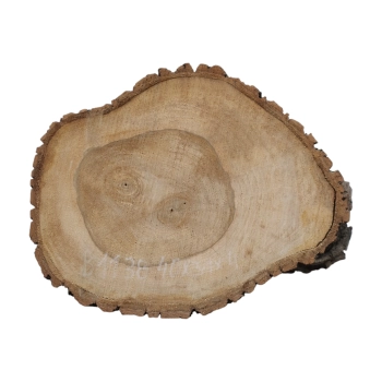 Plaster Orzecha Włoskiego 40x31x4cm