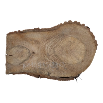 Plaster Orzecha Włoskiego 45x22x3cm