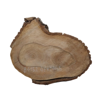 Plaster Orzecha Włoskiego 46x26x4,5cm