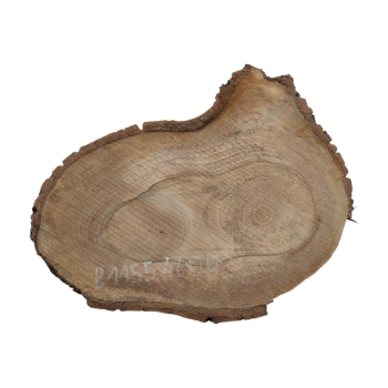 Plaster Orzecha Włoskiego 46x26x3cm