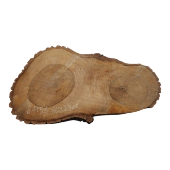 Plaster Orzecha Włoskiego 60x25x5cm