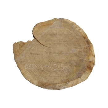 Plaster Dębowy 41x45x5cm Dąb