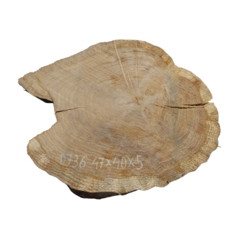 Plaster Dębowy 47x40x5cm Dąb