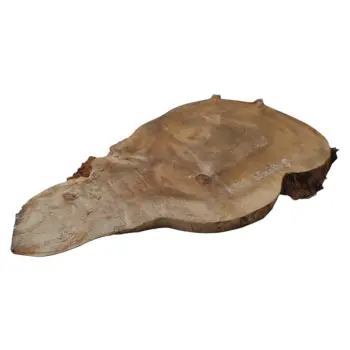 Plaster Kasztanowca 65x39x5cm