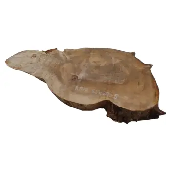 Plaster Kasztanowca 65x39x5cm