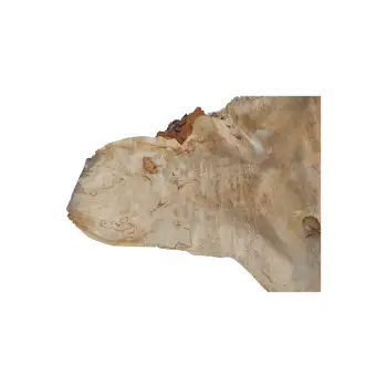 Plaster Kasztanowca 65x39x5cm