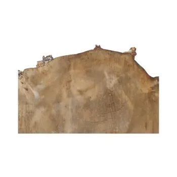 Plaster Kasztanowca 65x39x5cm