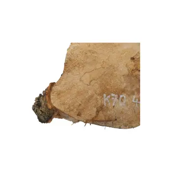 Plaster Kasztanowca 42x28x4cm