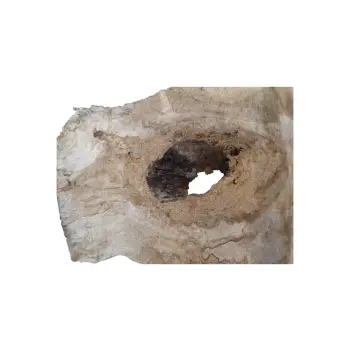 Plaster Kasztanowca 65x41x6cm