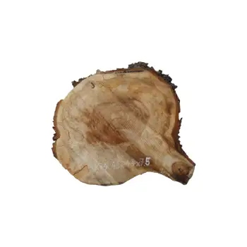 Plaster Kasztanowca 46x44x7,5cm