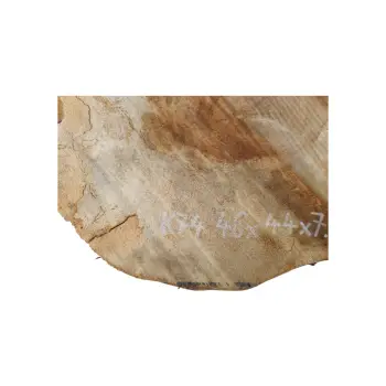 Plaster Kasztanowca 46x44x7,5cm