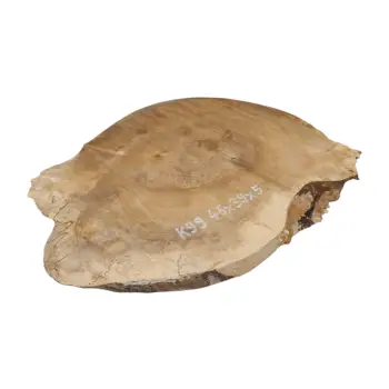 Plaster Kasztanowca 46x39x5cm