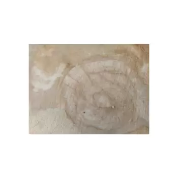 Plaster Kasztanowca 43x34x5cm