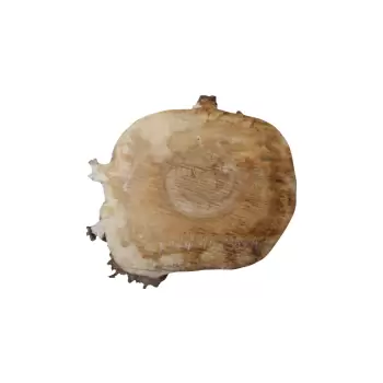 Plaster Kasztanowca 44x36x4cm