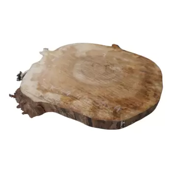 Plaster Kasztanowca 44x36x4cm