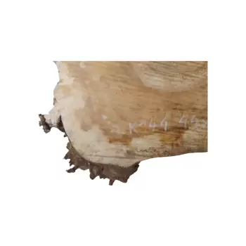 Plaster Kasztanowca 44x36x4cm