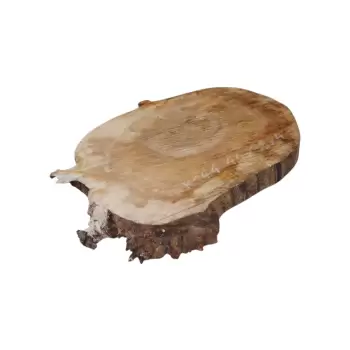 Plaster Kasztanowca 44x36x4cm