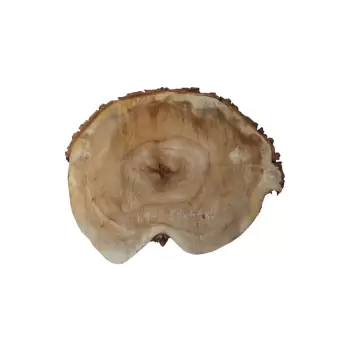 Plaster Kasztanowca 58x44x9cm