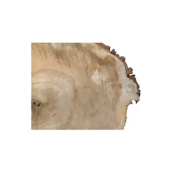 Plaster Kasztanowca 58x44x9cm