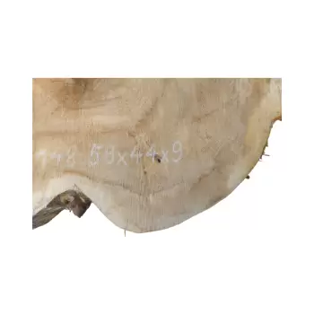 Plaster Kasztanowca 58x44x9cm