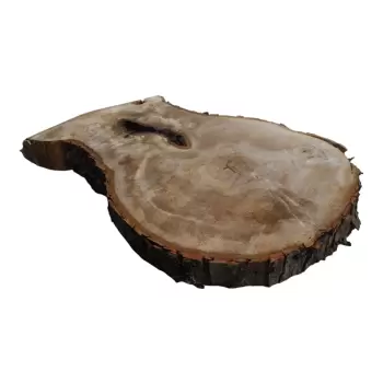 Plaster Kasztanowca 77x52x7cm