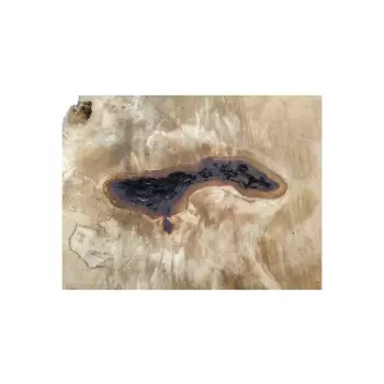 Plaster Kasztanowca 77x52x7cm