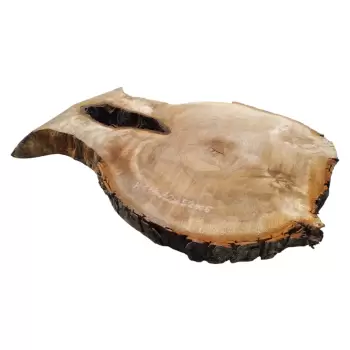 Plaster Kasztanowca 70x52x6cm