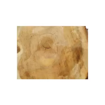 Plaster Kasztanowca 56x52x6cm