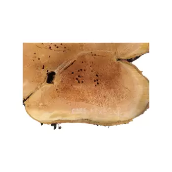 Plaster Czereśni 65x62x8cm