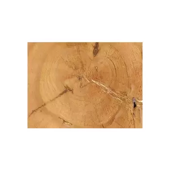 Plaster Czereśni 53x51x7cm