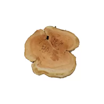 Plaster Czereśni 66x62x8,5cm