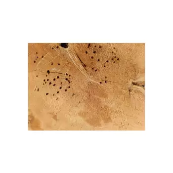 Plaster Czereśni 66x62x8,5cm