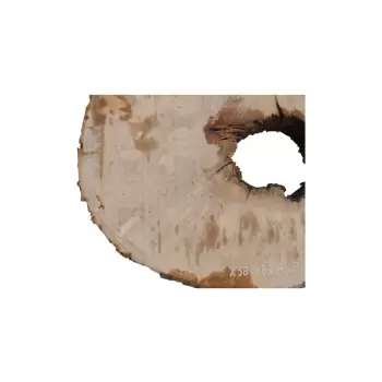 Plaster Jawora 88x76x8,5cm