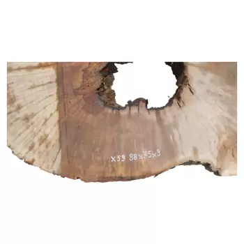Plaster Jawora 88x75x9cm