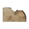 Plaster Jawora 85x53x9cm
