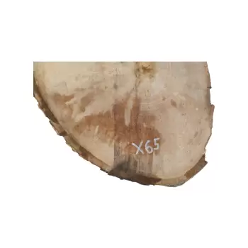 Plaster Jawora 85x53x9cm