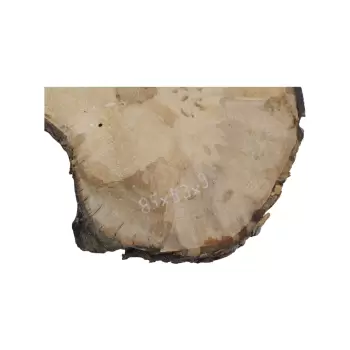 Plaster Jawora 85x53x9cm