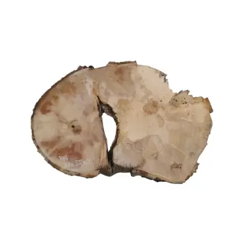 Plaster Jawora 83x52x9cm