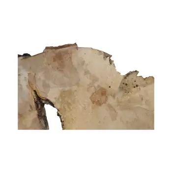 Plaster Jawora 83x52x9cm