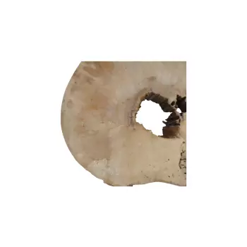 Plaster Jawora 71x52x8cm