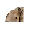Plaster Jawora 95x75x10cm