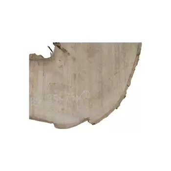 Plaster Jawora 95x75x10cm